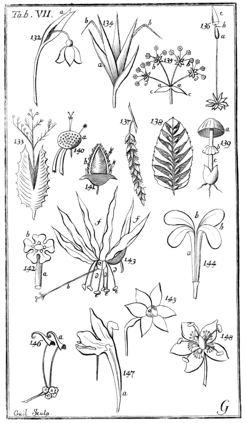 Tabula VII. Partes floris