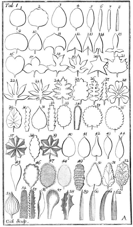Tabula I. Folia simplicia