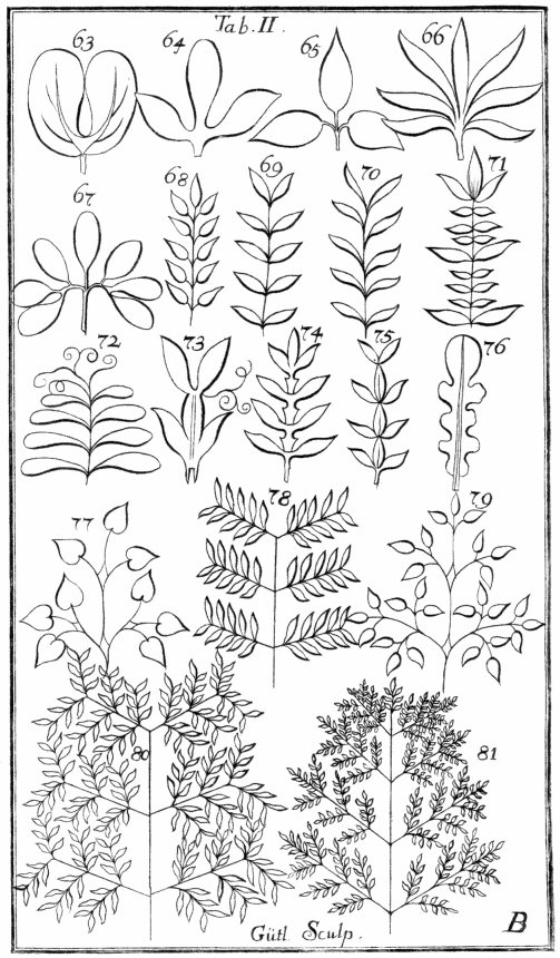 Tabula II. Folia composita