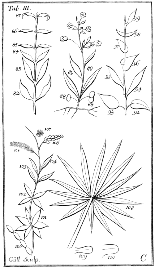 Tabula III. Folia determinata