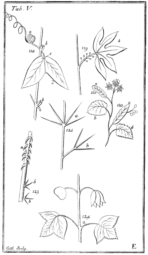 Tabula V. Fulcra