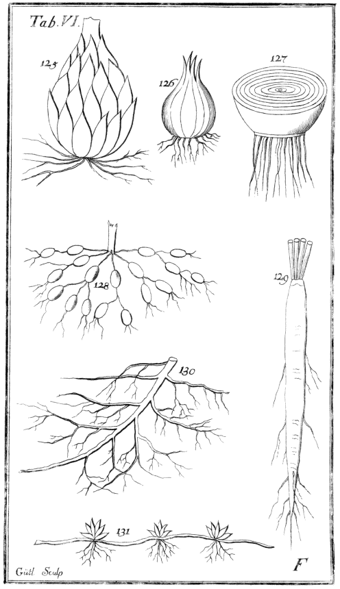 Tabula VI. Radices