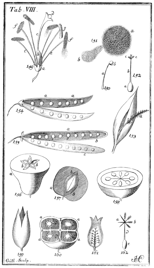 Tabula VIII. Partes fructificationis